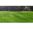 4m wide 30mm  Artificial Grass (sold by the meter) image 2